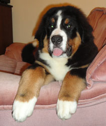 Henry at 4&frac12; Months Old