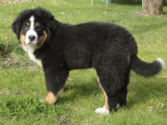 Henry at Four Months Old
