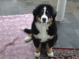 Henry at 3&frac12; Months