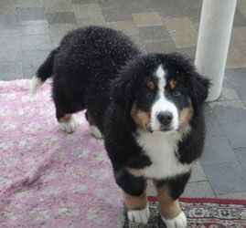Henry at 3&frac12; Months