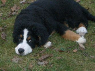 Keela at Four Months