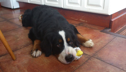 Keela at One Year Old