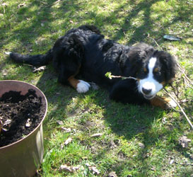 Keela at Five Months