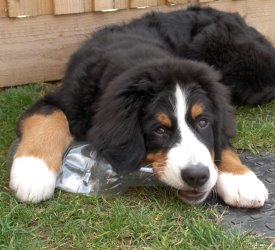 Leila At Four Months