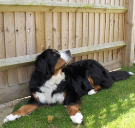 Leila at 2&frac12; Years