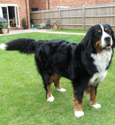 Leila at 18 Months