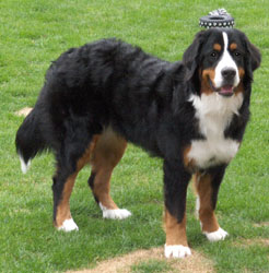 Leila at 9 Months