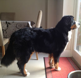 Leila at One Year Old