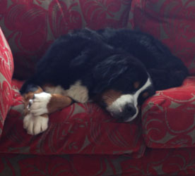 Leila at 11 Months