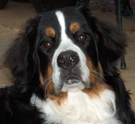 Leila at 8 Months