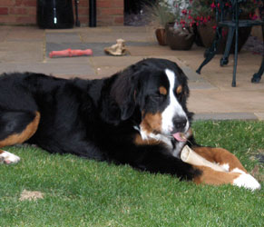 Leila at 8 Months