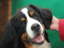 Merlin sitting on his bench at Bath Championship Show