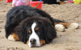 Merlin dozing on Runswick Bay Beach North Yorkshire
