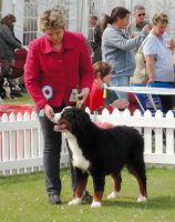 Merlin with Philippa in the Pre-Judging Puppy Group Ring at Bath Championship Dog Show