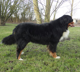 Our Merlin at Two & Quarter Years Old
