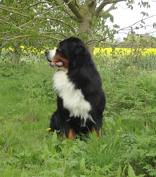 Merlin at Two & Half Years