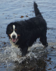 Merlin at 21 Months