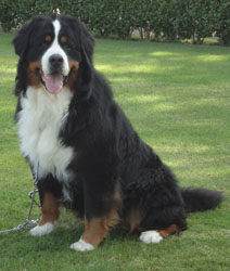 Merlin at 21 Months