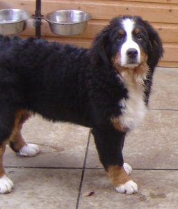 Millie at 4&frac12; Months