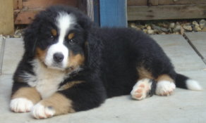 Millie at 8 Weeks