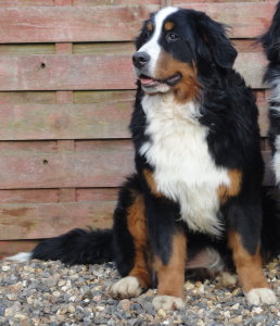 Millie at 7 months