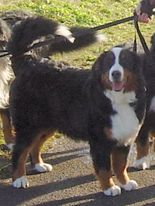 Millie at 6&frac12; Months