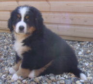 Millie at 8 Weeks