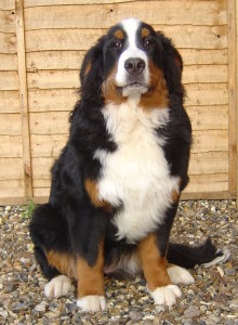 Millie at 6 Months