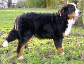 Millie at 6 months & 1 week