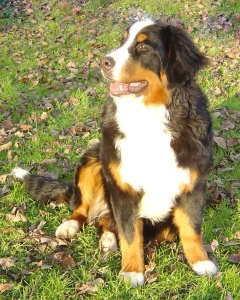 Millie at 6 1/4 Months