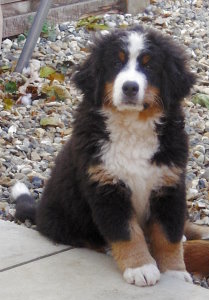 Millie at 2&frac12; Months