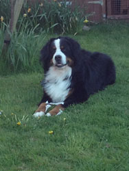 Murphy at 18 Months