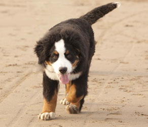 Murphy at Four Months