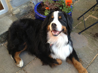Murphy at 18 Months