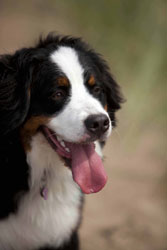 Murphy at 10 Months
