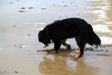 Murphy at 10 Months