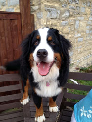 Murphy at 9 Months