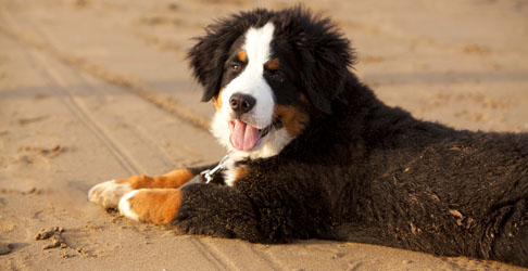 Murphy at Four Months