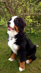 Murphy At Five Months