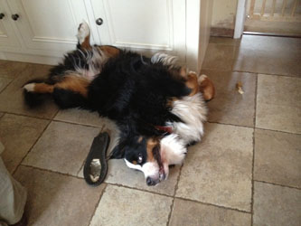 Murphy at 15 Months Old
