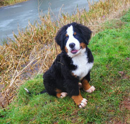 Murphy at Three Months Old