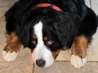 Murphy at One Year Old