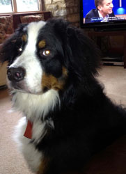 Murphy at 11 Months Old