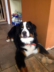 Murphy at 11 Months Old