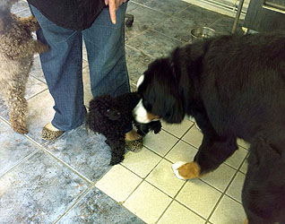 Murphy at 11 Months Old