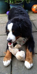 Murphy at 11 Months Old