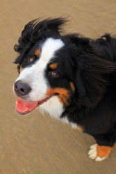 Murphy at 10 Months