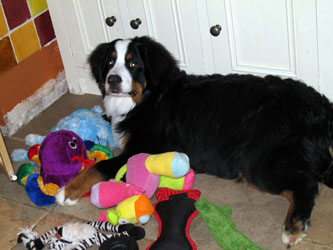 Murphy at 7 Months