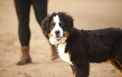 Murphy at Four Months