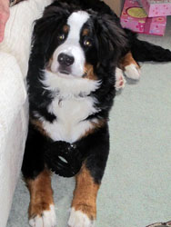 Murphy at Six Months Old